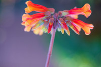 succulent plant photo