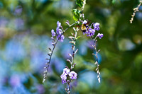 bees, bugs, birds, beetles