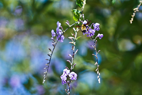bees, bugs, birds, beetles