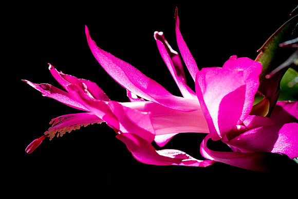 succulent plant photo