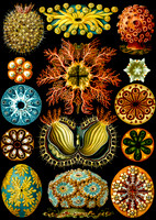 Ernst-Haeckel_Ascidiae-cc