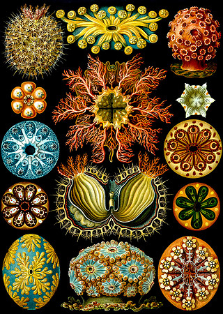 Ernst-Haeckel_Ascidiae-cc