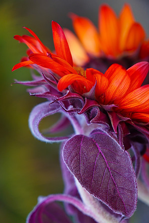 Red Sunflower w Purple Stem & Green Background