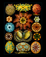Ernst-Haeckel_Ascidiae-cc-blue line