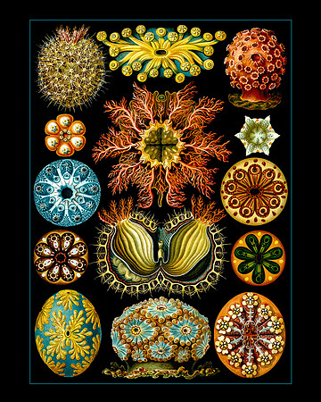 Ernst-Haeckel_Ascidiae-cc-blue line