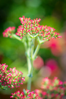succulent plant photo